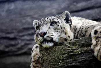 Snow Leopard , snow-leopard, animals, predator HD wallpaper