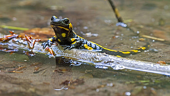 Globalized amphibian decline, Chronicle of a predicted death, Nature's warning signs, Wildlife conservation urgency HD wallpaper