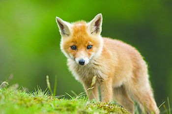 Baby Fox, foxy, baby, Fox, cub HD wallpaper