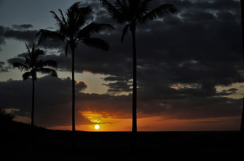 Sunset, Sky, Sun, Clouds, Palms, Dark HD wallpaper