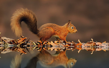 Squirrel, Cute animal, Reflective pose, Nature's charm HD wallpaper