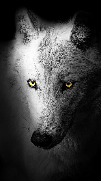 Cool wolf , Artistic brilliance, Dynamic energy, Vibrant colors HD phone wallpaper