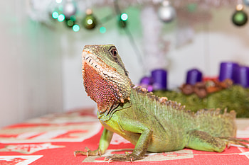 Animals, Pet, Lizard, Reptile HD wallpaper
