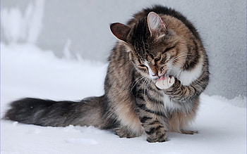 Winter snow cats animals outdoors kittens tv shows . HD wallpaper