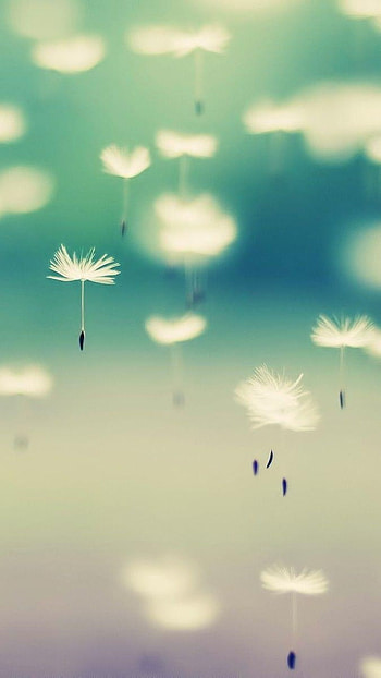 Cute, Flying Dandelion HD phone wallpaper
