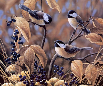 Chickadees., animal, chickadee, perch, bird, fruit HD wallpaper