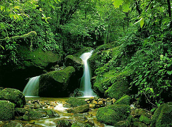 Green World, awesome, cena, colors, grasslands, nice, scenery, trees, scenario, falls, rapids, maroon, woods, moss, landscape, forests, grass, rocks, panorama, multicolor, stones, cenario, dawn, environment, leaves, green, world, nature, leaf, trunks, grove, colorful, natural, black, paisagem paisage, land, day, roots, brown, cascades, amazing, paysage, water, creeks, foam, scene, beautiful, waterfalls, gray, wood, branches, cool, rivers HD wallpaper
