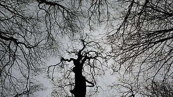 Trees, Dark, Bw, Chb, Gloomy HD wallpaper