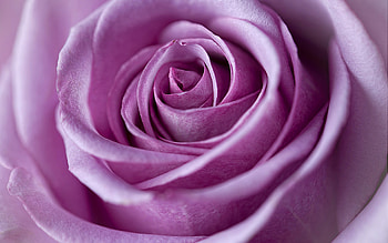 For You, graphy, roses, beautiful, romance, beauty, still life, rose, pretty, flower, with love, nature, flowers, romantic, lovely, valentines day HD wallpaper