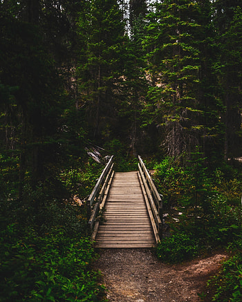 Outdoor, trees, wooden bridge HD phone wallpaper