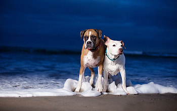 Animals, Dogs, Sea, Waves, Shore, Bank, Couple, Pair HD wallpaper