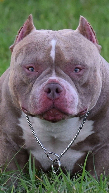 American Bully, Confident Dog, dog breeds HD phone wallpaper