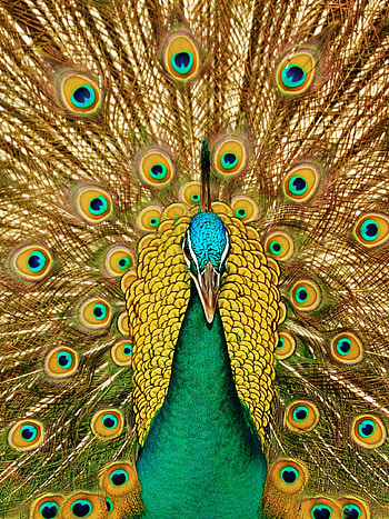 Green male, Peacocks HD phone wallpaper