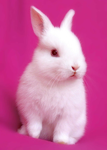 The Polish, Bunnies HD phone wallpaper