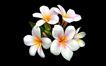 Earth frangipani flower, White floral elegance, Botanical beauty, Exquisite blooms HD wallpaper