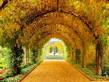 Golden arches, golden, arches, leaves, autumn, park HD wallpaper