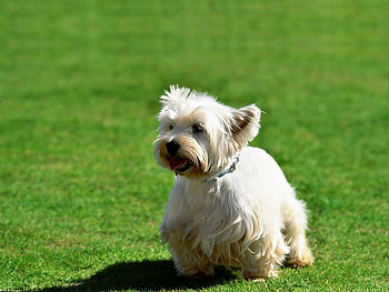 White Terrior, dog, grass, white, terrior HD wallpaper