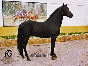 Three blooded:Anglo-Hispano-Arab, crossbreed, three blooded, horses, black HD wallpaper