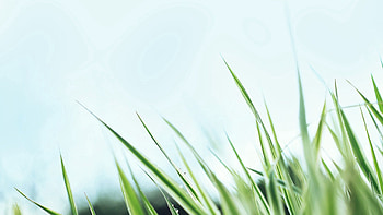 Grass, Background, Sky, Macro HD wallpaper