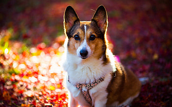 Animals, Shine, Light, Dog, Muzzle, Welsh Corgi HD wallpaper