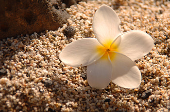 Plumeria on sand, island, plumeria, frangipani, sand, hawaii, tropical, exotic, beach, flower, hawaiian, islands HD wallpaper