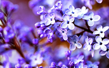 PURPLE SPRING, purple, flowers, spring, blossoms HD wallpaper