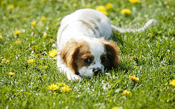 Animals, Dogs HD wallpaper