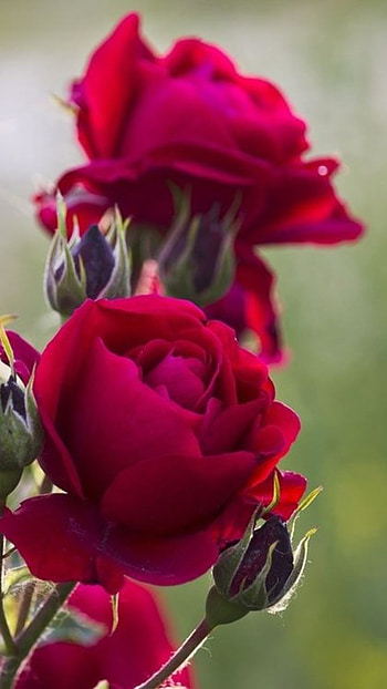 Beautiful Red Rose Flower, Flower HD phone wallpaper