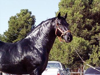 A Truly Warhorse, spanish, andalusian, horses, black HD wallpaper