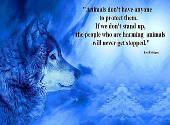 Protect Them, animal, abstract, wolf, fantasy HD wallpaper