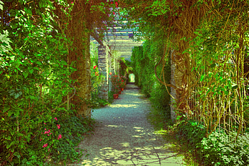 Nature, Flowers, Plant, Passage, Overgrown HD wallpaper