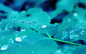 Drops, Macro, Shine, Light, Surface, Sheet, Leaf HD wallpaper