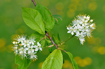 Flowers, Leaves, Bloom, Flowering, Bird Cherry HD wallpaper