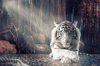 White Tiger, animal, cat, white, tiger HD wallpaper