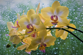 Orchids, Flowers, Stem HD wallpaper