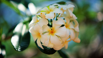 Plumeria, Nature, Summer, Tropics, Fl HD wallpaper