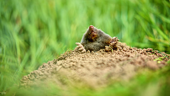 Mole , Mole visuals, Mole art, Mole backgrounds HD wallpaper