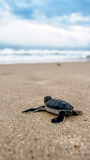 Turtle, Beach ocean clouds, Blurry waves, Sand HD phone wallpaper