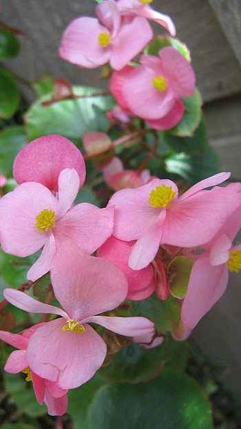 Begonia, Adorable, Flowers HD phone wallpaper