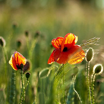 poppies, meadow, orange, green HD wallpaper