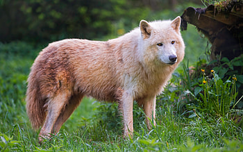 Arctic Wolf, animal, nature, wolf, arctic HD wallpaper