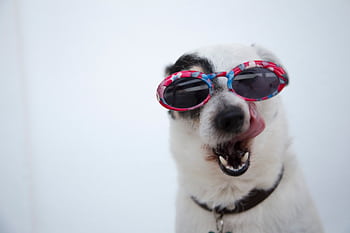 Adorable Jack Russell Terrier sporting pink sunglasses with tongue out, showing playful personality. HD wallpaper