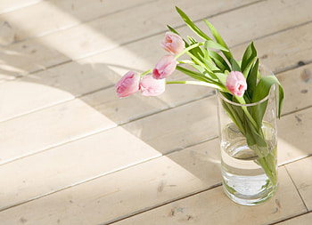 Plants, Flowers, Tulips HD wallpaper