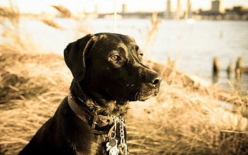 Black Labrador Retriever, Elegant animal , Serene look HD wallpaper