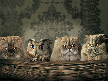 Funny, Animals, Cats, Owl HD wallpaper