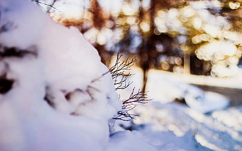 Winter, Snow, Macro, Branches HD wallpaper