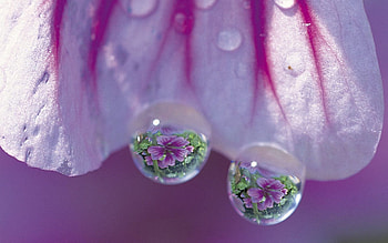 reflective drops, graphy, beautiful, beauty, pink, wet, reflection, pretty, petals, flower, nature, water HD wallpaper