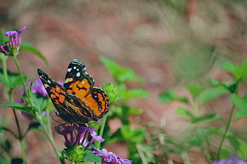 Patterns, Flower, Macro, Butterfly HD wallpaper
