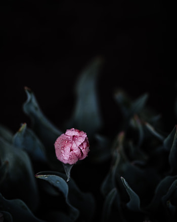 Pink, Flower, Macro, Bud, Wet, Tulip HD phone wallpaper