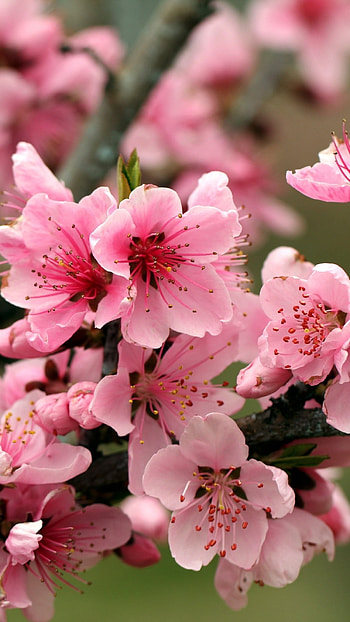 Spring, Pink Flower HD phone wallpaper
